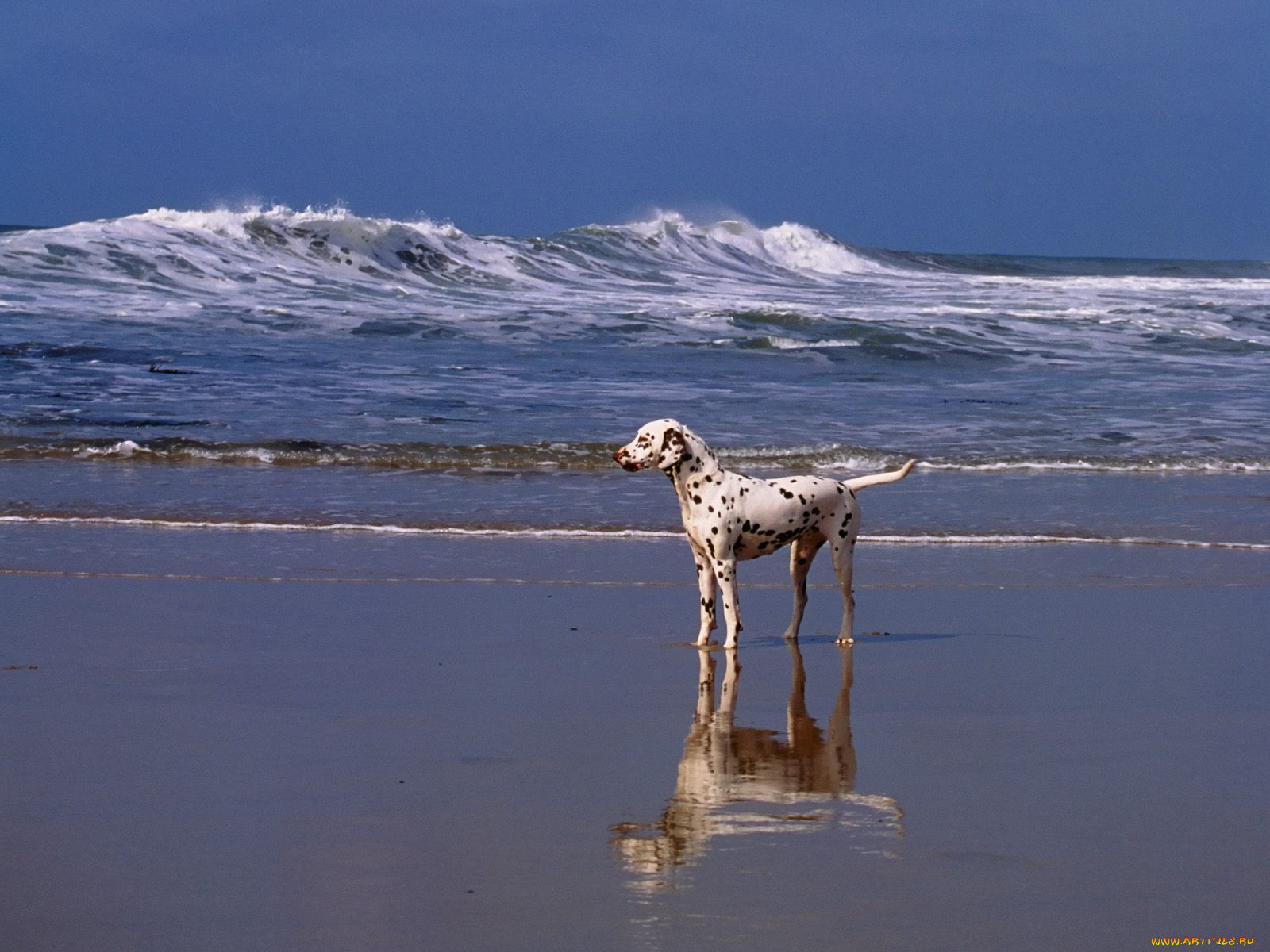 day, at, the, beach, dalmatian, , 